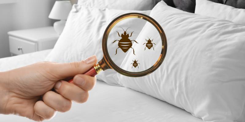 Bedbugs Management Services