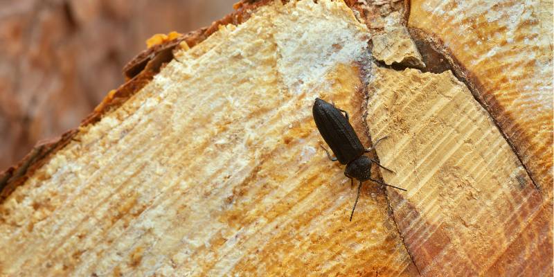 Wood Borer Management Service